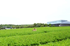 제11회_입선_녹차밭 데이트 - 시정뉴스 서귀포시청