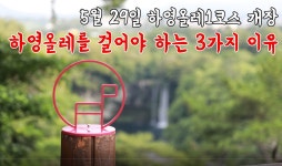 [수어]하영올레를 걸어야 하는 3가지 이유 - 시정뉴스 홈페이지 서귀포시청