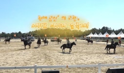 헌마공신의 고향, 서귀포 의귀리 말 축제! - 시정뉴스 홈페이지 서귀포시청