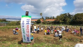 대천동주민자치위원회, 강정천 초록농장 사랑의 고구마 캐기 체험행사 개최 - 시정뉴스 서귀포시청