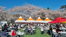 서홍동마을회 웃물교 벚꽃행사 성료 - 시정뉴스 서귀포시청