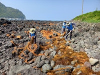 (25.05.27 행사동정) 송산동, 보목포구 인근 모자반 수거 총력 - 시정뉴스 서귀포시청