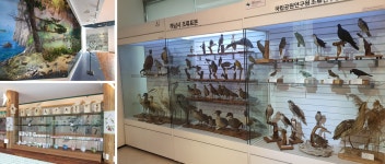 박물관 안내 < 철새박물관 < 박물관 < 신안군 1도1뮤지움