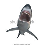 흰색 배경에 격리된 거대한 백상어의 3D 스톡 일러스트 651621148 | Shutterstock