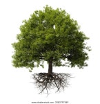 뿌리가 있는 나무, 백그라운드에서 분리됨(3d 생태 스톡 일러스트 2083797589 | Shutterstock