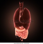 Xray Intestines Anatomy 스톡 일러스트 359435246 | Shutterstock
