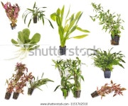 흰색 배경 앞에 있는 수족관 스톡 사진 1151762510 | Shutterstock