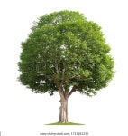 흰색 바탕에 큰 나무 스톡 사진 1713281230 | Shutterstock