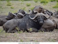 케이프 버팔로 인 크루거 국립공원, 남아프리카 스톡 사진 2557880405 | Shutterstock