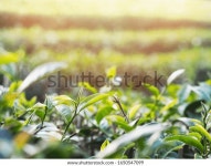 아침에 녹차 농장에 있는 신선한 다잎을 스톡 사진 1650547099 | Shutterstock