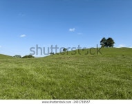 푸른 하늘과 화창한 날 나무와 말골이 스톡 사진 2431718567 | Shutterstock