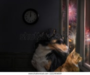개와 고양이는 창 밖을 내다보고 불꽃놀이를 스톡 사진 2222406009 | Shutterstock