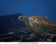 녹색 거북이 (Chelonia mydas) 아루바, 네덜란드 스톡 사진 2566594029 | Shutterstock