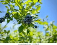 U-pick 농장에서 익은 블루베리 스톡 사진 2445986415 | Shutterstock
