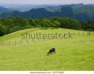 염소가 있는 고원 목장의 풍경 스톡 사진 2519734803 | Shutterstock