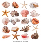 흰색으로 된 조개껍데기 스톡 사진 134283272 | Shutterstock