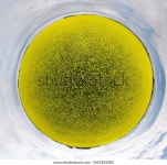 밝은 노란색 유채꽃의 거대한 농장을 똑바로 스톡 사진 2443181505 | Shutterstock