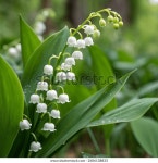 White Lily Valley Delicate Fresh White 스톡 사진 2606138833 | Shutterstock