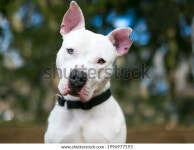 하얀 핏불 테리어는 눈에 이질색증을 가진 스톡 사진 1996977593 | Shutterstock