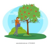 양동이로 나무에서 사과를 따는 성인. 그것은 스톡 벡터(로열티 프리) 1772520425 | Shutterstock