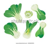 배추의 아기 복 최 브라시카 라파 스톡 벡터(로열티 프리) 2430359091 | Shutterstock