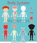 Boy Body System Chart On Blue 스톡 벡터(로열티 프리) 715974397 | Shutterstock