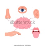 뇌는 사람의 다섯 가지 감각, 청각, 스톡 벡터(로열티 프리) 2341388235 | Shutterstock