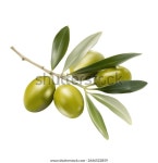 녹색 올리브와 잎을 가진 나뭇가지, 메쉬를 스톡 벡터(로열티 프리) 2646522859 | Shutterstock