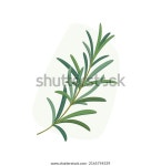 로즈메리 분기 플랫 벡터 다채로운 그림 스톡 벡터(로열티 프리) 2165754339 | Shutterstock
