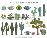Cacti 벡터 컬렉션 사구아로(Saguaro), 아가베(agave), 조슈아 스톡 벡터(로열티 프리) 590030201 | Shutterstock