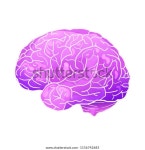 Cartoon Neon Illustration Human Brain Highlights 스톡 벡터(로열티 프리) 1156742683 | Shutterstock