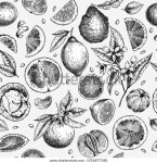 감귤류 과일 세트. 손으로 그린 오렌지, 스톡 벡터(로열티 프리) 1926877580 | Shutterstock