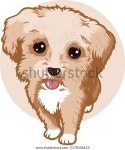 귀여운 부드러운 말티푸 개(몰타 x 푸들) 스톡 벡터(로열티 프리) 2178506623 | Shutterstock