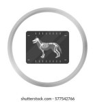 672개의 Puppy x ray 로열티 프리 이미지 및 스톡 사진 | Shutterstock