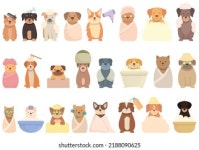 4.8만개의 Pet salon 로열티 프리 이미지 및 스톡 사진 | Shutterstock