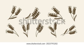 밀, 보리 또는 호밀의 귀빵, 베이커리 스톡 벡터(로열티 프리) 2023795202 | Shutterstock