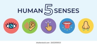 320개의 Five senses infographic 로열티 프리 이미지 및 스톡 사진 | Shutterstock
