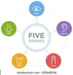 320개의 Five senses infographic 로열티 프리 이미지 및 스톡 사진 | Shutterstock