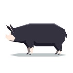 8개의 Blackpig 로열티 프리 이미지 및 스톡 사진 | Shutterstock