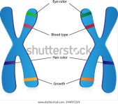 게인스 앤 알레스 스톡 벡터(로열티 프리) 244097224 | Shutterstock