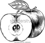 손으로 그린 애플 스케치 일러스트 스톡 벡터(로열티 프리) 2484365021 | Shutterstock