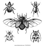 손으로 그린 딱정벌레가 세트입니다.디자인, 아이콘, 로고 스톡 벡터(로열티 프리) 316946561 | Shutterstock