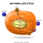 HIV 바이러스 수명 주기HIV에 의한 T세포 스톡 벡터(로열티 프리) 212495299 | Shutterstock
