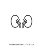 Kidneys Icon Isolated On White Background 스톡 벡터(로열티 프리) 501573700 | Shutterstock