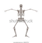 Human Skeleton Standing Legs Bent Arms 스톡 벡터(로열티 프리) 1384937792 | Shutterstock