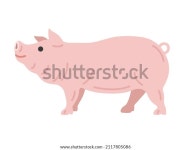 옆에서 본 돼지 그림 스톡 벡터(로열티 프리) 2117805086 | Shutterstock