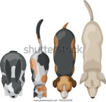 Illustration Rabbit Cat Dog Another Dog 스톡 벡터(로열티 프리) 2593593329 | Shutterstock