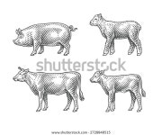 양, 돼지, 소, 소, 송아지. 가축 스톡 벡터(로열티 프리) 2728848515 | Shutterstock