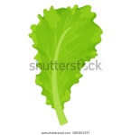 상추 샐러드 잎, 흰색 배경에 격리된 스톡 벡터(로열티 프리) 1883833597 | Shutterstock