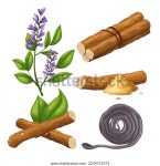 감초 감초 뿌리 음식 세트. 식물 스톡 벡터(로열티 프리) 2234711973 | Shutterstock